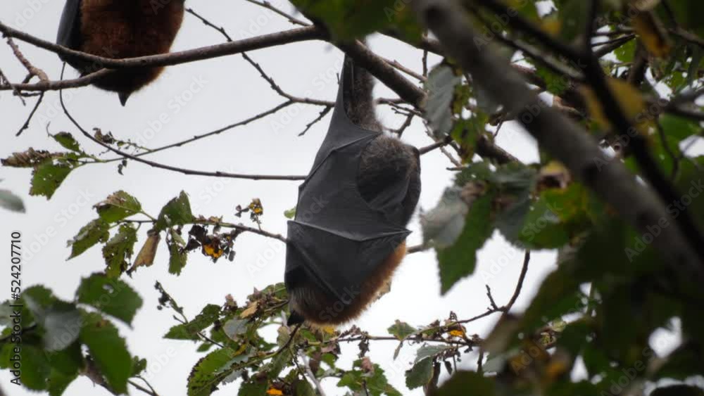Fruit Bat Flying Fox Hanging Upside Down from Tree Branch Sleeping ...