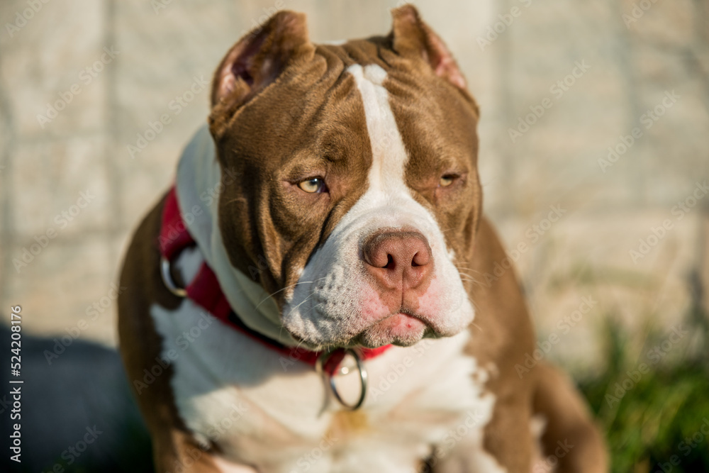 Red color American Bully puppy dog is on green grass Red color American Bully puppy dog is on green grass