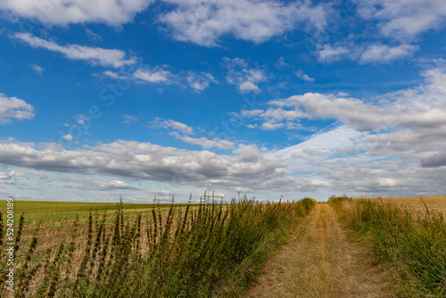 Road betwin green grass field under white clouds and blue sky.