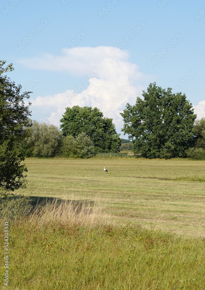 A stork walking on a meadow. A large white bird stands out on the green mowed grass. A stork walking on a meadow. A large white bird stands out on the green mowed grass.