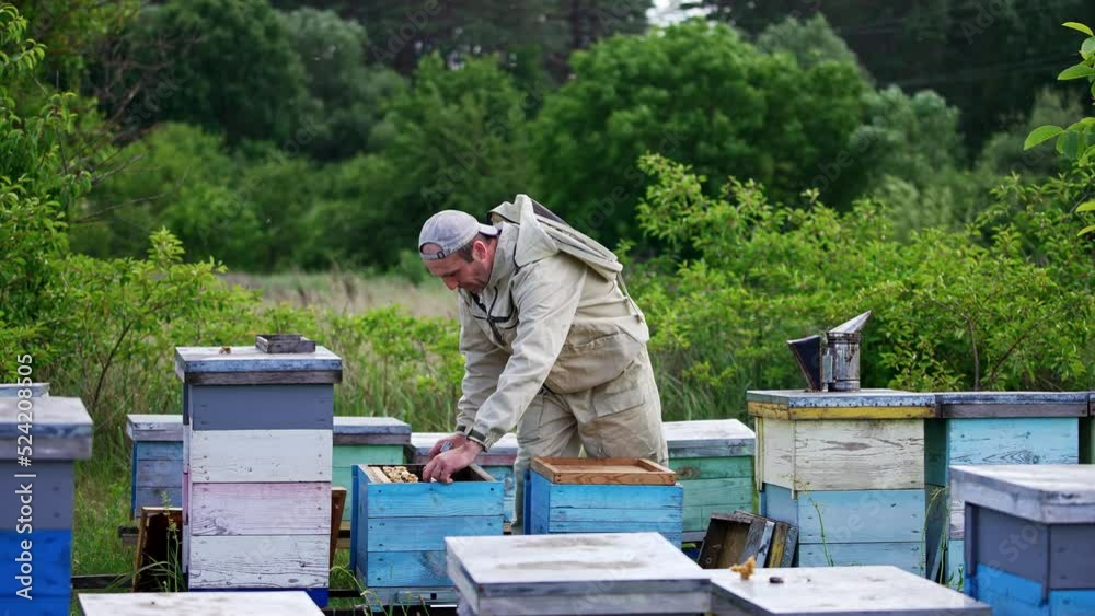 Rural bee farm with wooden hives locating in the nature. Adult Caucasian man working in the apiary checking up honey frames. Forest at backdrop. Rural bee farm with wooden hives locating in the nature. Adult Caucasian man working in the apiary checking up honey frames. Forest at backdrop.