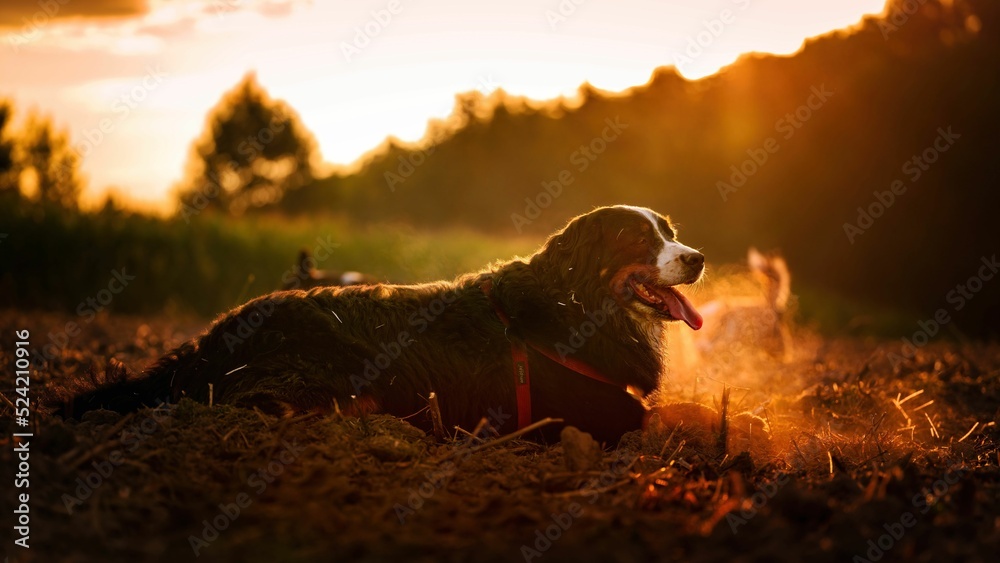 Berneński pies pasterski w złotej słonecznej poświacie - obrazy, fototapety, plakaty 