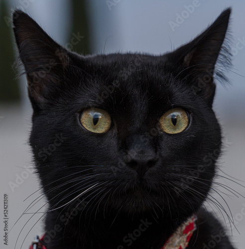 Bilde på lerret black and white cat
