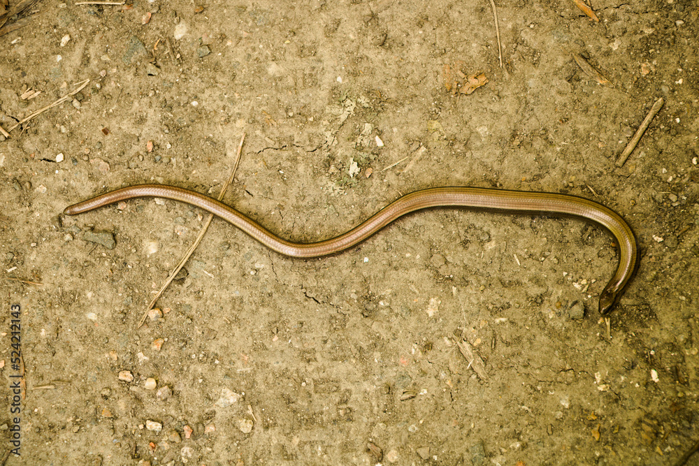 slow worm on a dirt