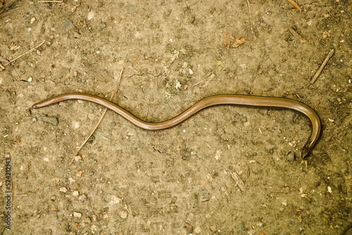 slow worm on a dirt