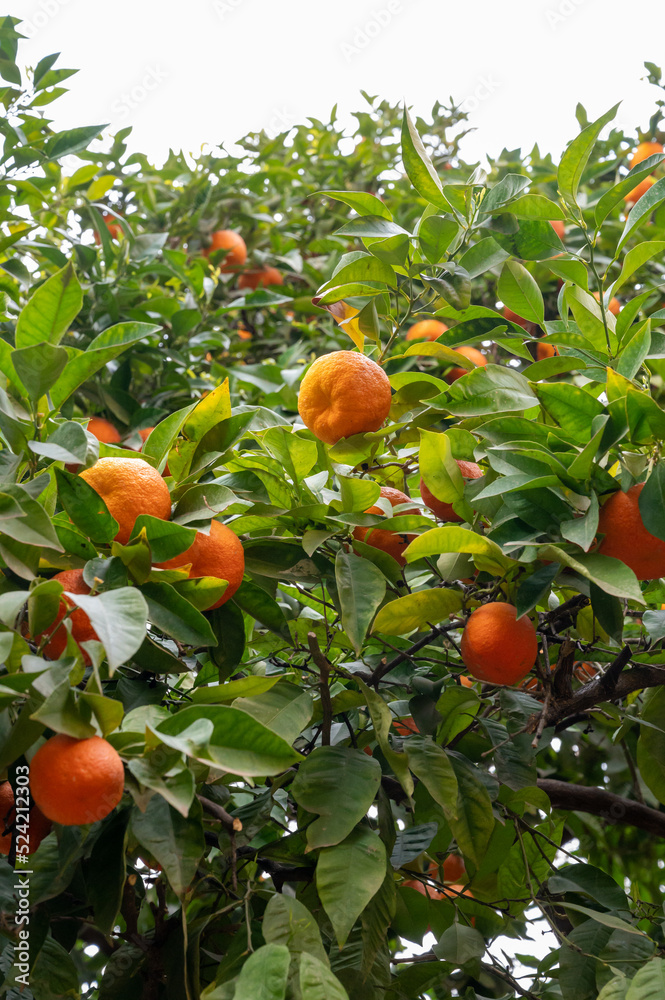 Tangerine mandarin tree with many sweet ripe orange citrus fruits Tangerine mandarin tree with many sweet ripe orange citrus fruits