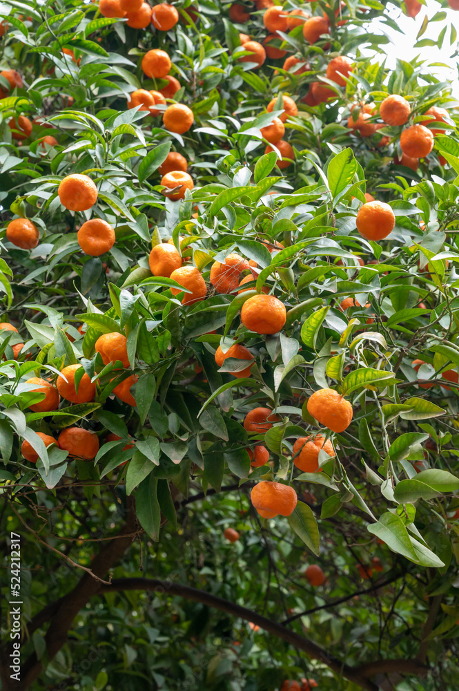 Tangerine mandarin tree with many sweet ripe orange citrus fruits