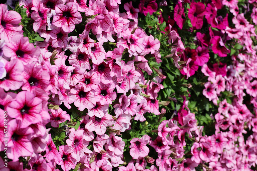 Pink petunia flowers on a house wall, floral background. Decorations in summer garden