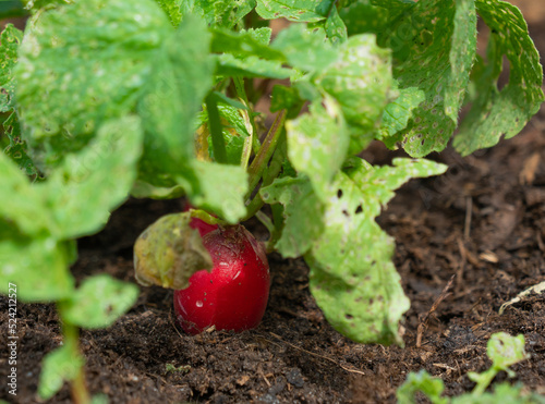 Radish growing in the dirt, ready for harvest.