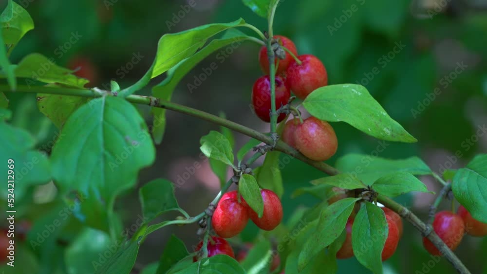 European Cornel fruit set, ripening (Cornus mas) - (4K) European Cornel fruit set, ripening (Cornus mas) - (4K)