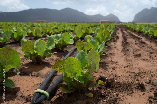 Farm fields with fertile soils and rows of growing  green lettuce salad in Andalusia, Spain photo