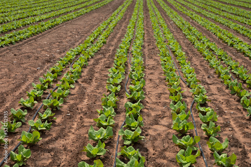 Farm fields with fertile soils and rows of growing green lettuce salad in Andalusia, Spain