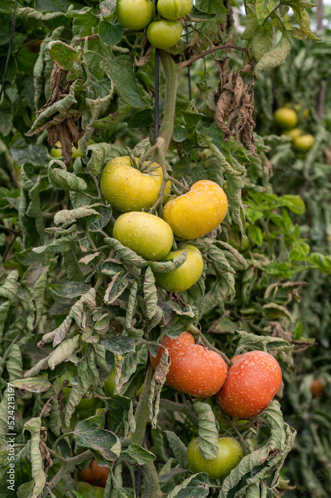 Plastic greenhouse with plantation of big red salad tomatoes vegetables, eco-friendly farming in Andalusia, Spain Plastic greenhouse with plantation of big red salad tomatoes vegetables, eco-friendly farming in Andalusia, Spain