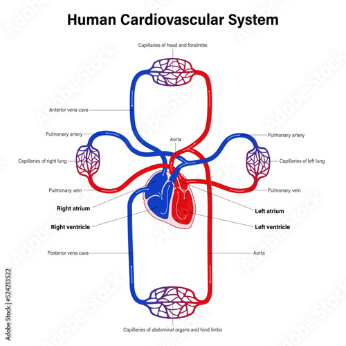 Diagram of human cardiovascular system. Mammalian circulation. Blood circulation system and heart anatomy.
