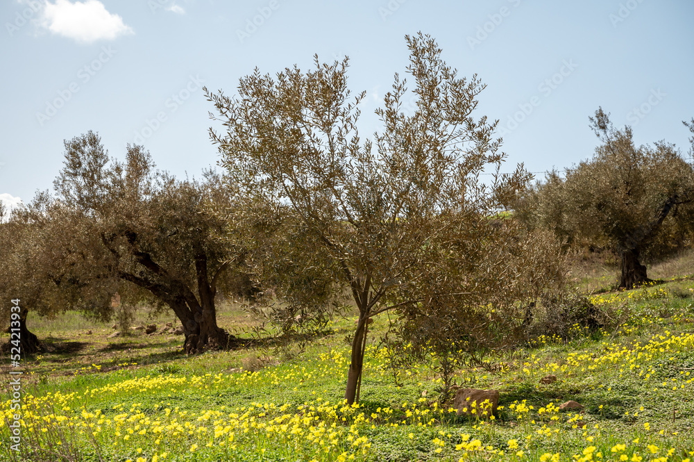 Olive tree grove on hills in spring time with blossom of yellow wild flowers, Andalusia, Spain