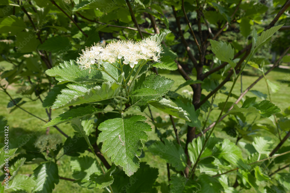Side view of corymb of white flowers of Sorbus aria in mid May Side view of corymb of white flowers of Sorbus aria in mid May