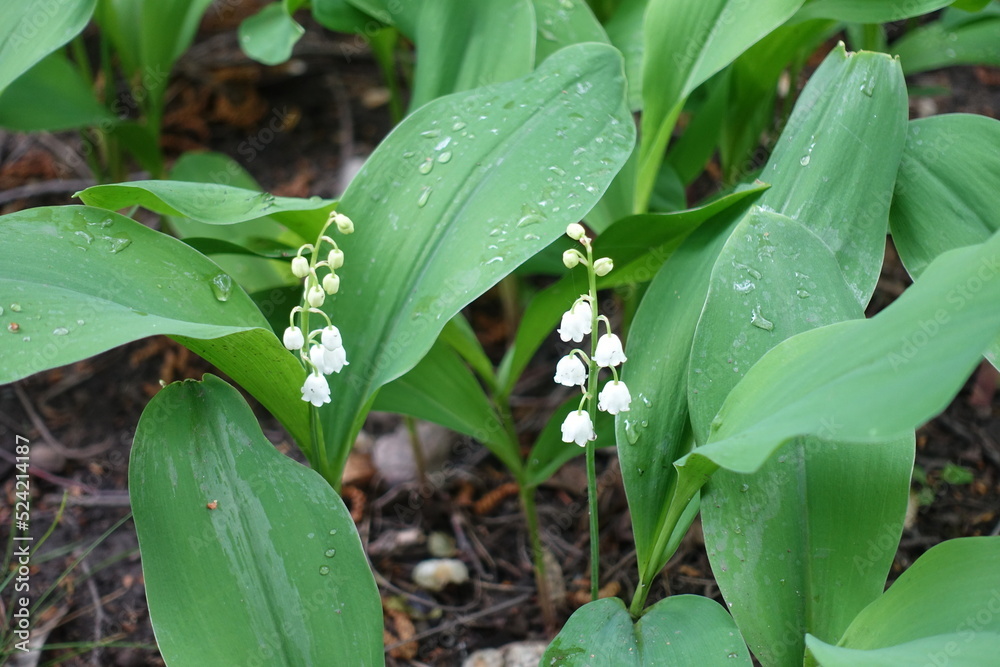 Obraz premium Rain drops on flowering lily of the valley in May