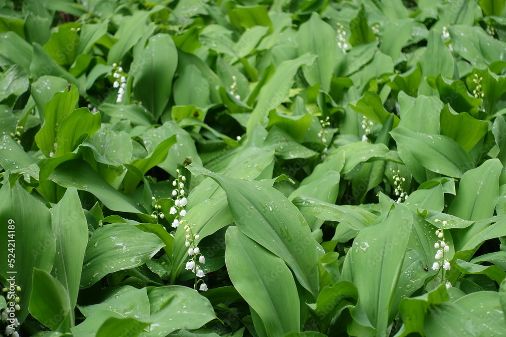 Fototapeta premium Water drops on flowering lily of the valley in May