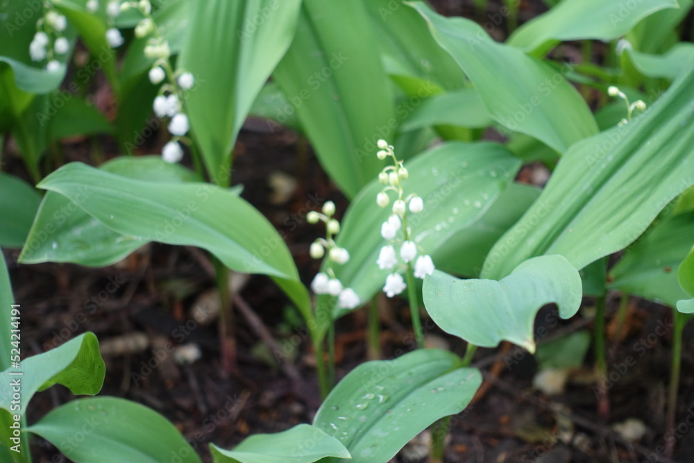 White flowers in the leafage of lily of the valley in May White flowers in the leafage of lily of the valley in May