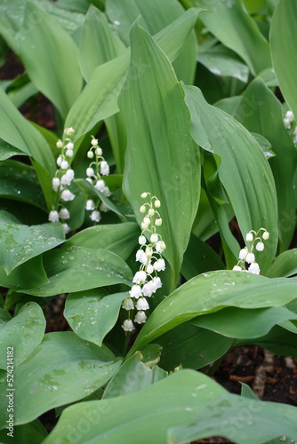 Droplets of water on flowering lily of the valley in May