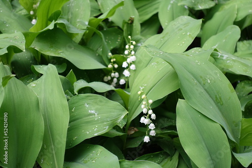 Wet foliage of flowering lily of the valley in May