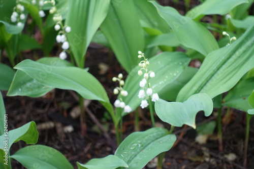 White flowers in the leafage of lily of the valley in May