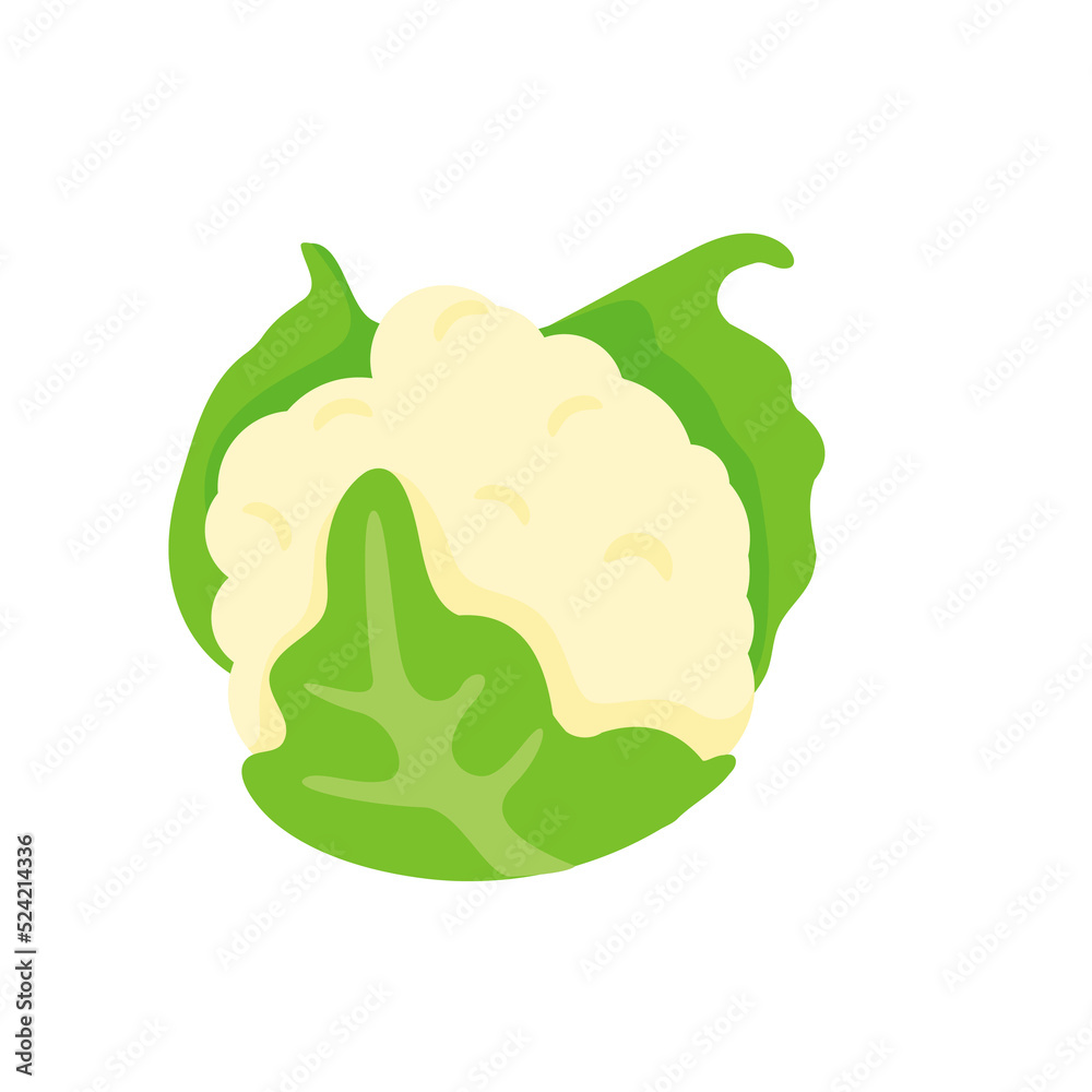 Cauliflower vector. Vegetables for healthy cooking Cauliflower vector. Vegetables for healthy cooking