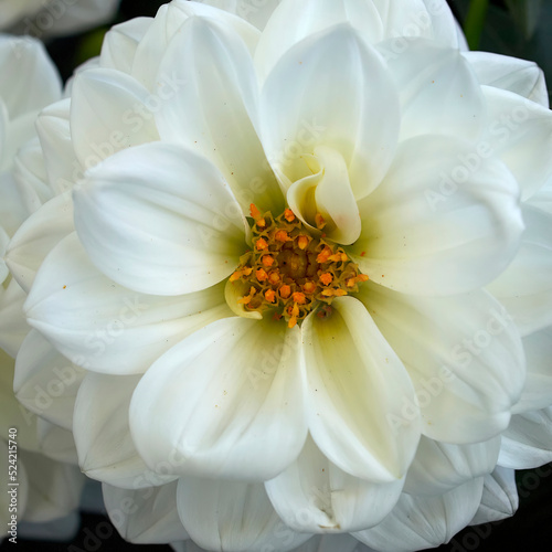 A creamy white colored dahlia flower top view closeup