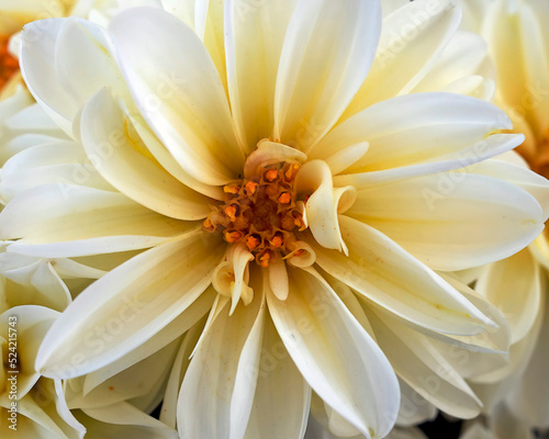 A creamy white colored dahlia flower top view closeup