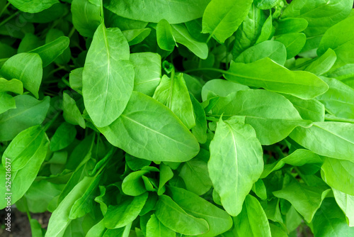 Organic sorrel texture growing in garden bed growing agriculture. Selective focus photo