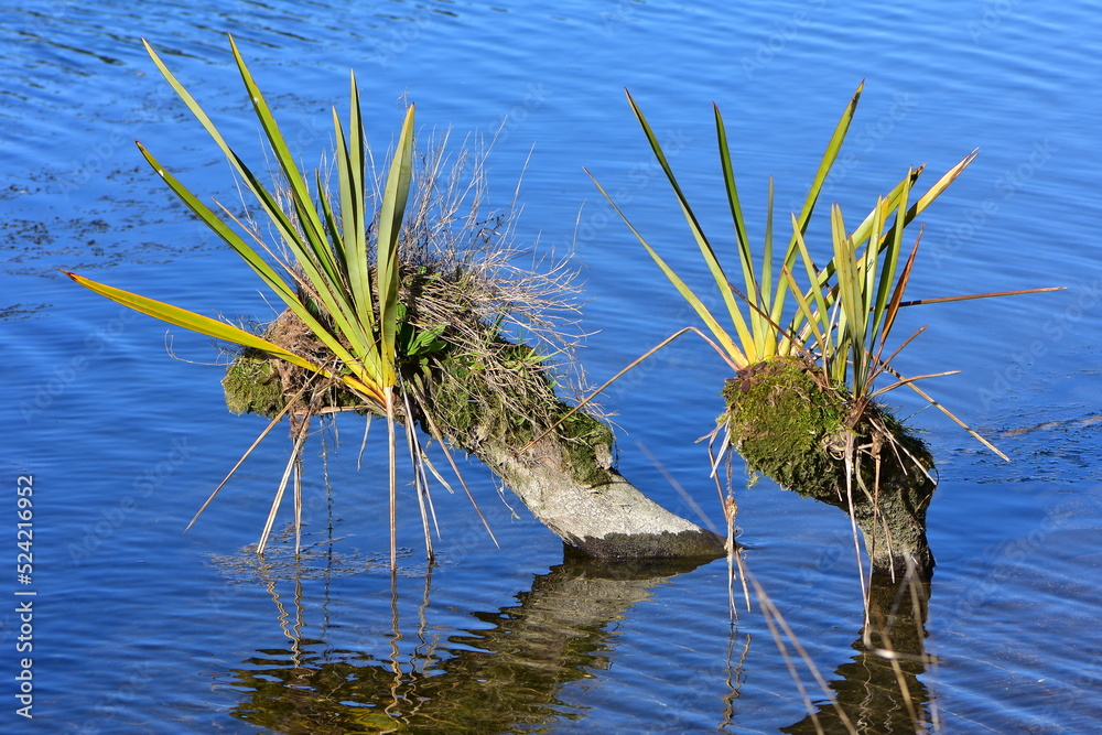 Epiphytes growing on dry parts of mostly submerged tree branch. Location: Waikato New Zealand Epiphytes growing on dry parts of mostly submerged tree branch. Location: Waikato New Zealand
