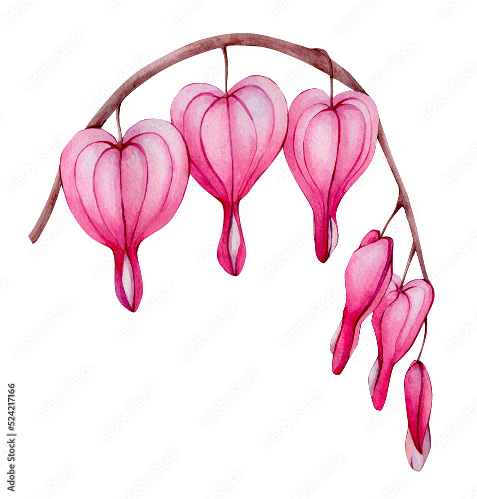 Hand Drawn Watercolor Pink Dicentra Flower Illustration Isolated on