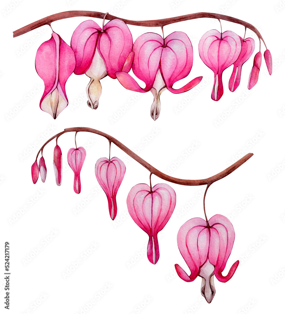 Hand Drawn Watercolor Pink Dicentra Flower Illustration Isolated on