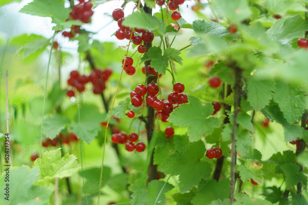 Obraz premium Red currant bush with ripe red berries, berry, harvest, summer vitamins. Selective focus