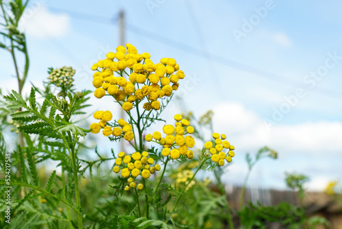 Yellow tansy flowers Tanacetum vulgare, common tansy plant, cow bitter, or golden buttons. Selective focus photo