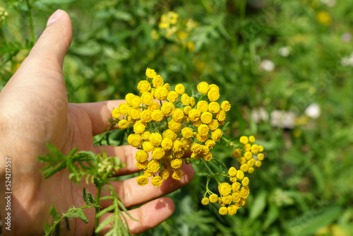 Yellow tansy flowers Tanacetum vulgare, common tansy plant, cow bitter, or golden buttons. Selective focus