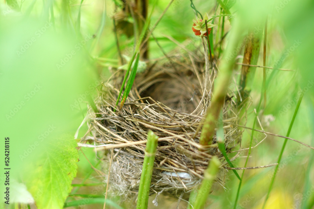 Empty birds nest, branch covered with green leaves. Selective focus.