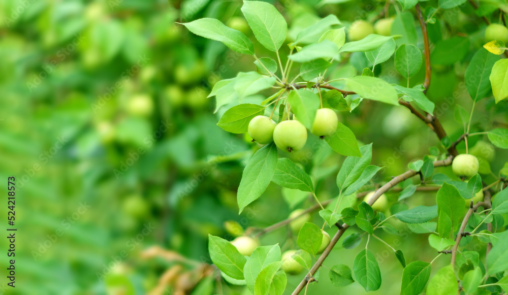 Apple tree. A branch of ripe green apples on a tree in the garden. Autumn garden, ready for harvest. Copy space
