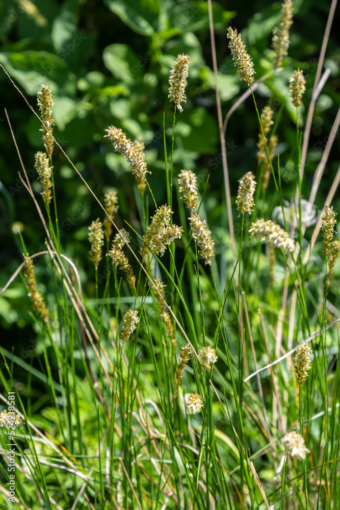 Anthoxanthum odoratum Poaceae family plant in spring at flowering time, selective focus Anthoxanthum odoratum Poaceae family plant in spring at flowering time, selective focus