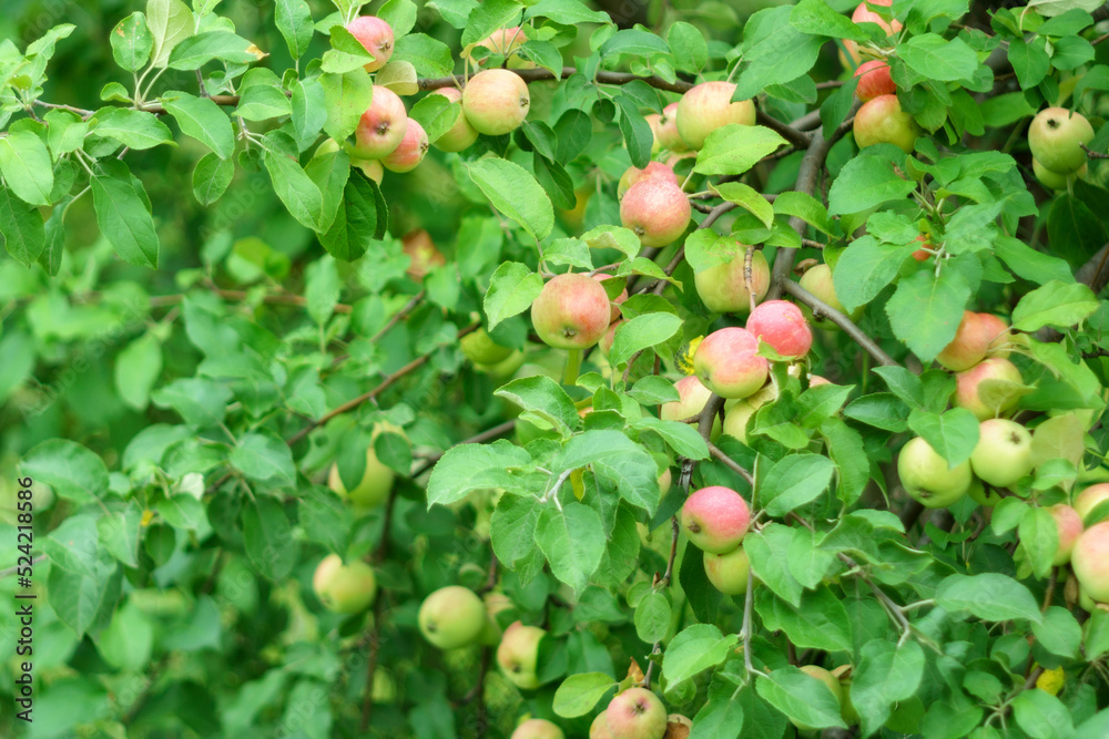 Ripe juicy apples hanging on branch in orchard garden. Close-up. Farming food harvest gardening. Selective focus Ripe juicy apples hanging on branch in orchard garden. Close-up. Farming food harvest gardening. Selective focus