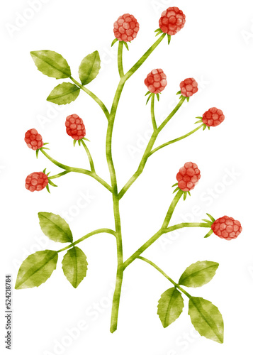 Branch of berries watercolor illustration