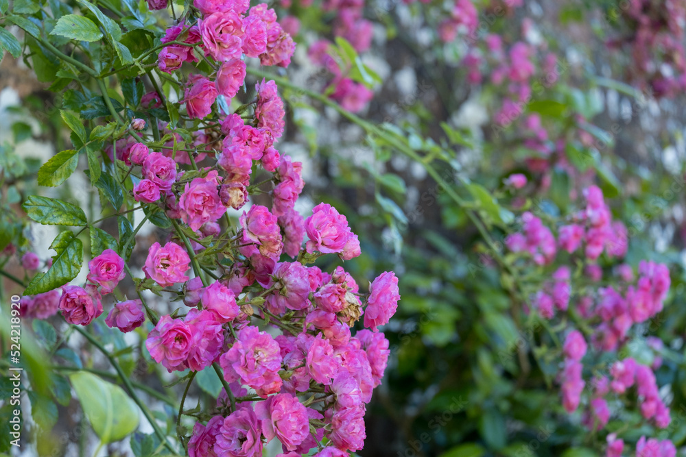 Pink Damask Roses in Culzean Castle Walled Garden Pink Damask Roses in Culzean Castle Walled Garden
