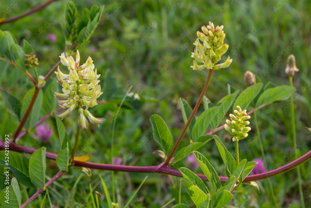 Astragalus Astragalus glycyphyllos grows in the wild Astragalus Astragalus glycyphyllos grows in the wild