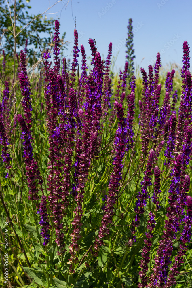 Obraz premium Background or Texture of Salvia nemorosa Caradonna Balkan Clary in a Country Cottage Garden in a romantic rustic style