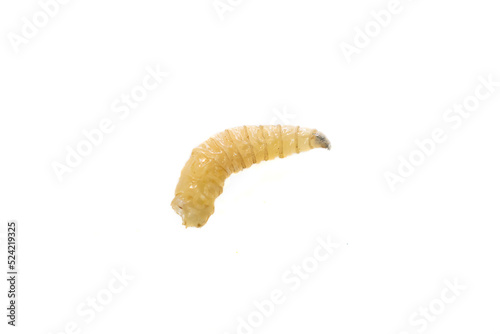 fly larvae on a white isolated background