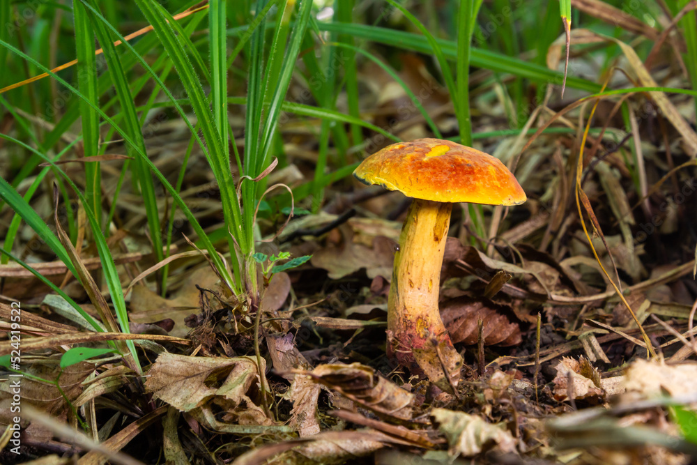 Suillellus luridus, formerly Boletus luridus, commonly known as the lurid bolete with forest trees in the background Suillellus luridus, formerly Boletus luridus, commonly known as the lurid bolete with forest trees in the background