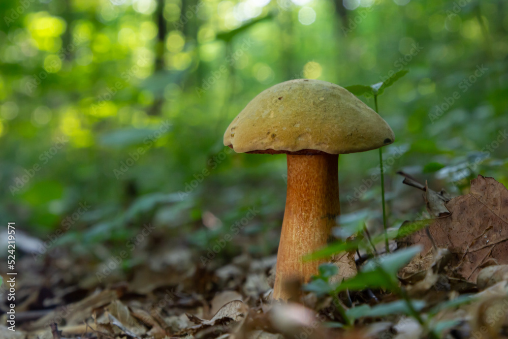 Suillellus luridus, formerly Boletus luridus, commonly known as the lurid bolete with forest trees in the background
