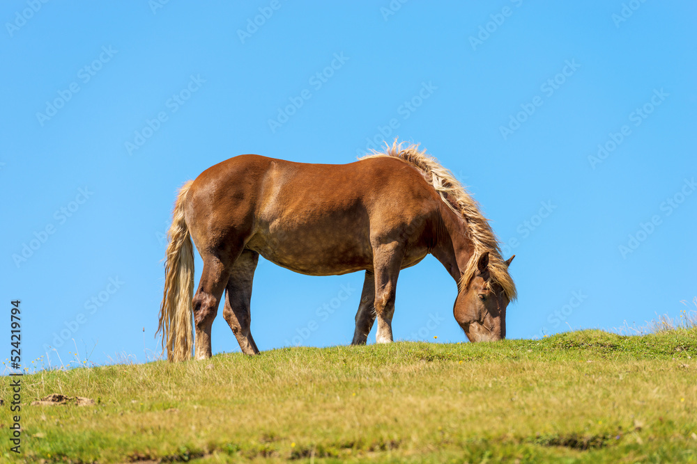 Brown horse in a mountain pasture against a clear blue sky, side view and green meadow. Alps, Austria, southern Europe. Brown horse in a mountain pasture against a clear blue sky, side view and green meadow. Alps, Austria, southern Europe.