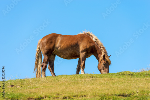 Brown horse in a mountain pasture against a clear blue sky, side view and green meadow. Alps, Austria, southern Europe.