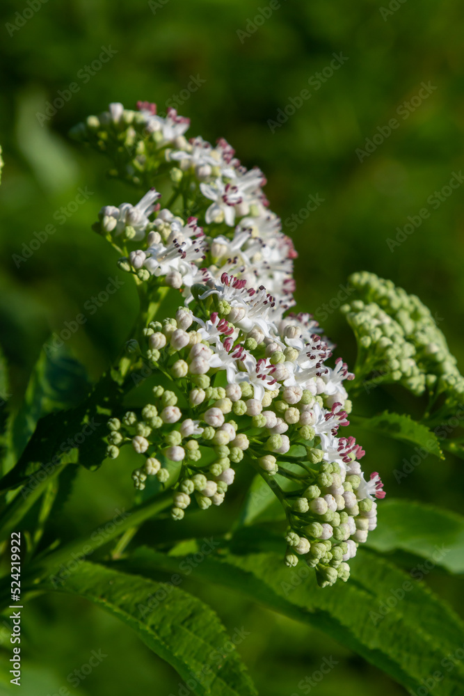 In the wild, elderberry herbaceous Sambucus ebulus blooms in summer In the wild, elderberry herbaceous Sambucus ebulus blooms in summer